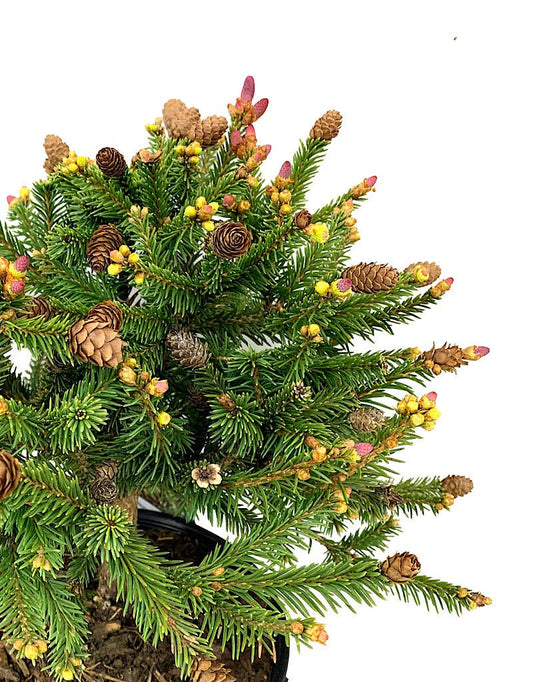 Picea abies 'Pusch' 1 Gallon - The Garden Corner