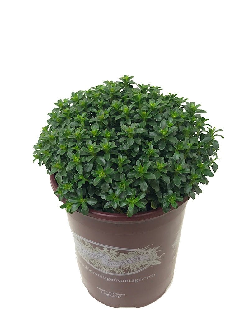 Iberis sempervirens 'Pink Ice' - The Garden Corner