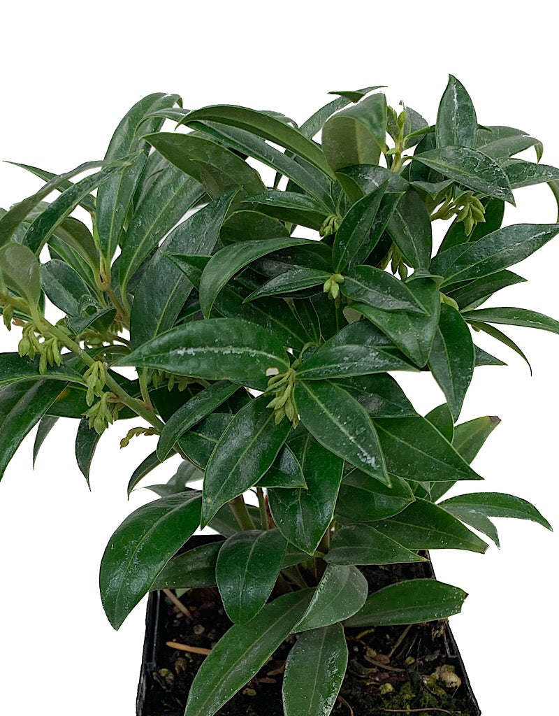 Sarcococca humilis 4 inch