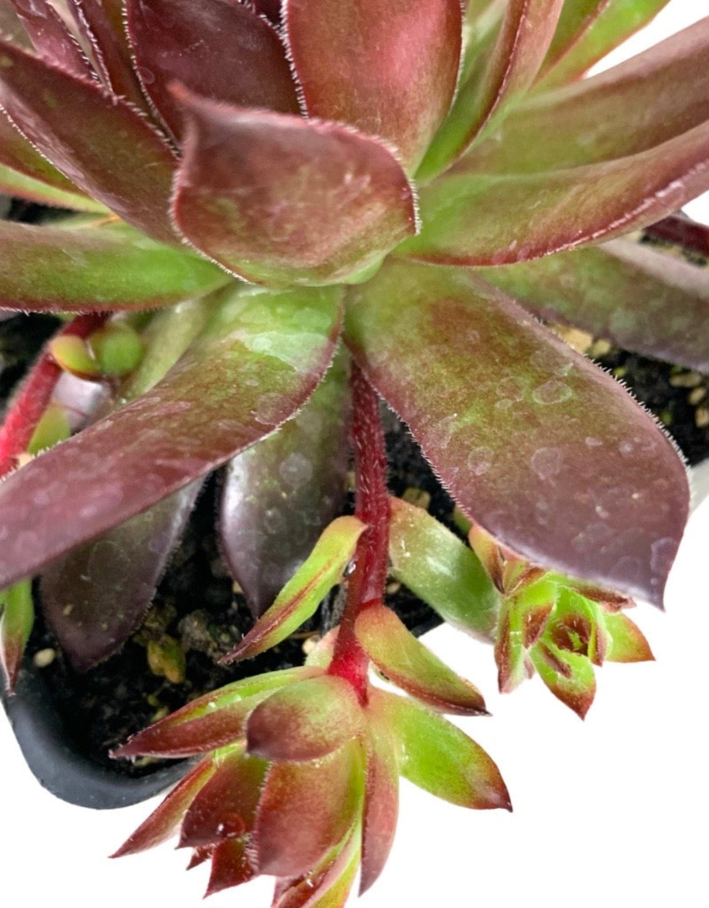 Sempervivum calcareum 'Tip Top' - The Garden Corner