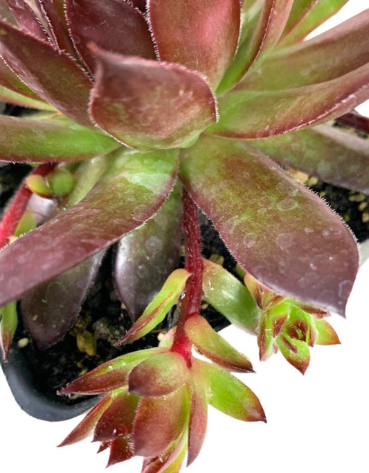 Sempervivum calcareum 'Tip Top' - The Garden Corner