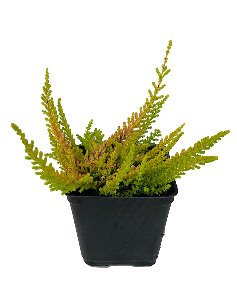 Calluna vulgaris 'Wickwar Flame'