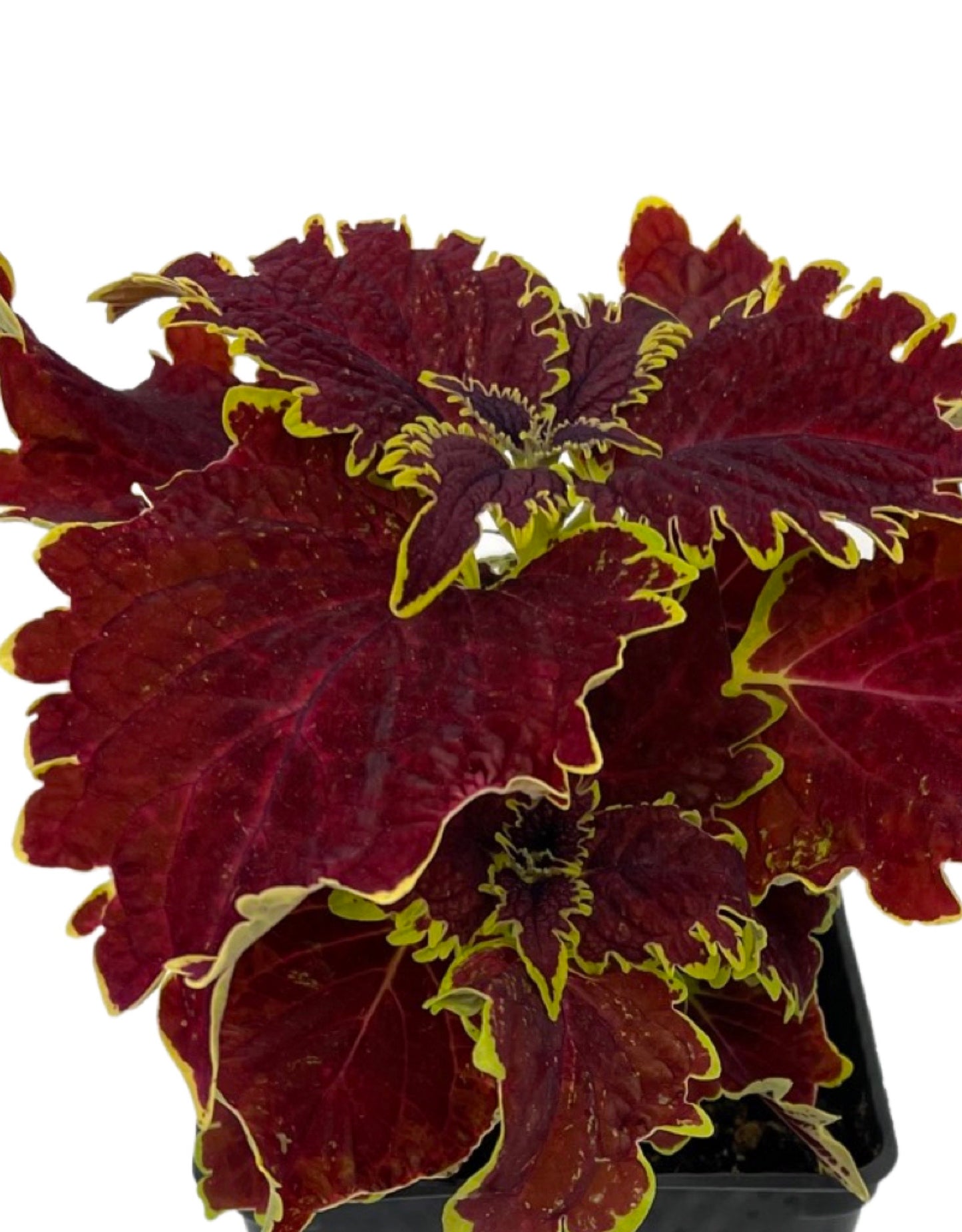 Coleus 'Vulcan' - The Garden Corner