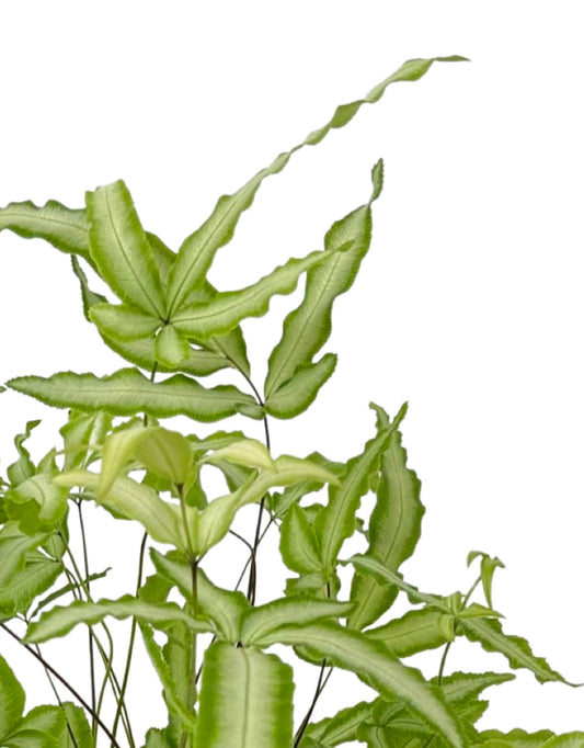 Pteris cretica 'Albolineata' - The Garden Corner