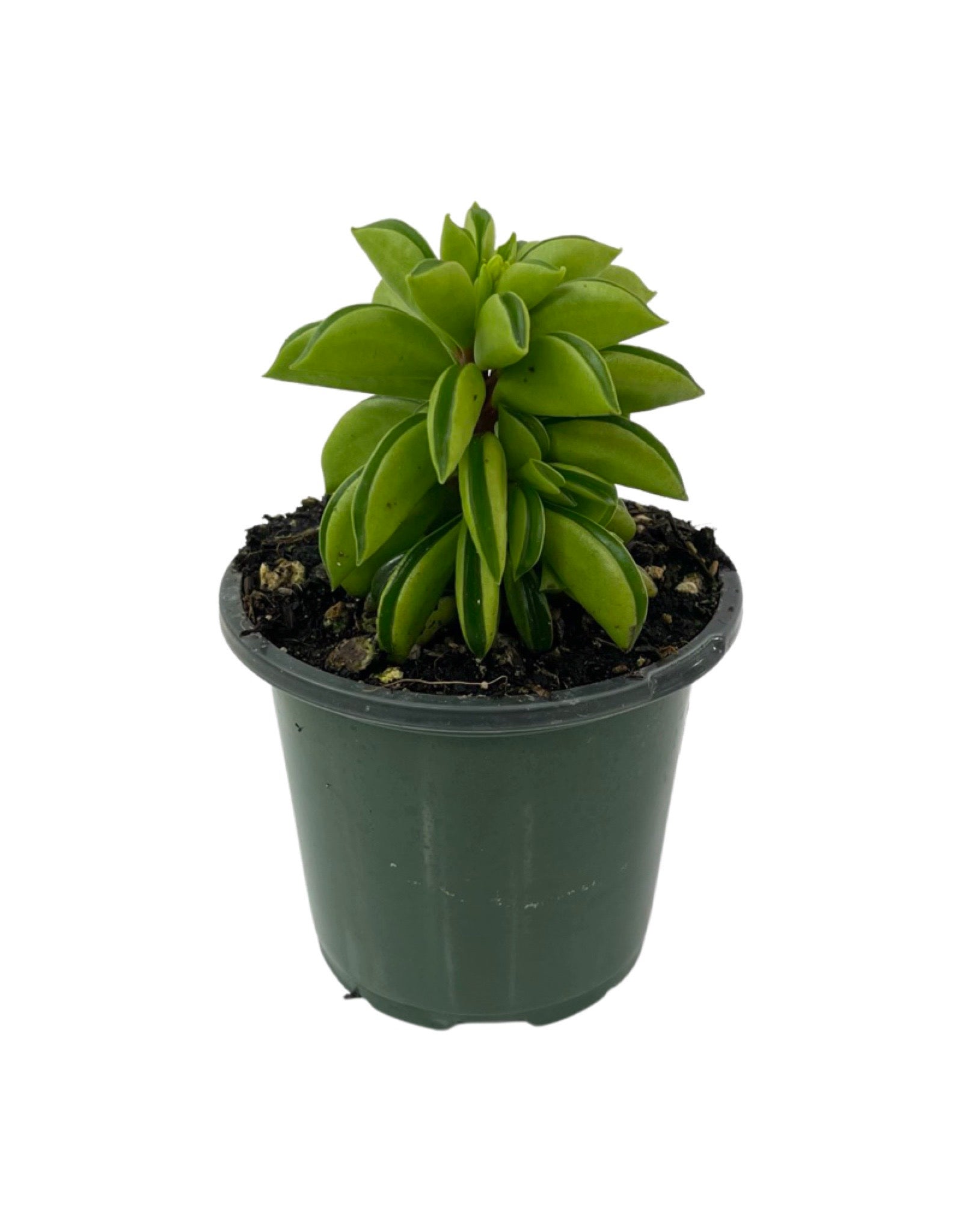 prayer pepper plant Peperomia dolabriformis 'Firesparks' – The Garden Corner