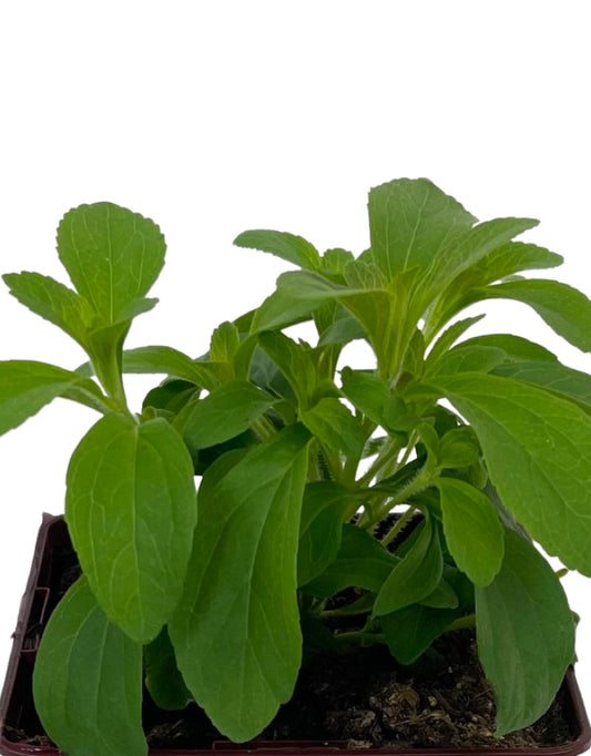Stevia rebaudiana Quart - The Garden Corner