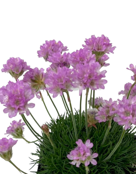 Armeria maritima 'Victor Reiter' - The Garden Corner