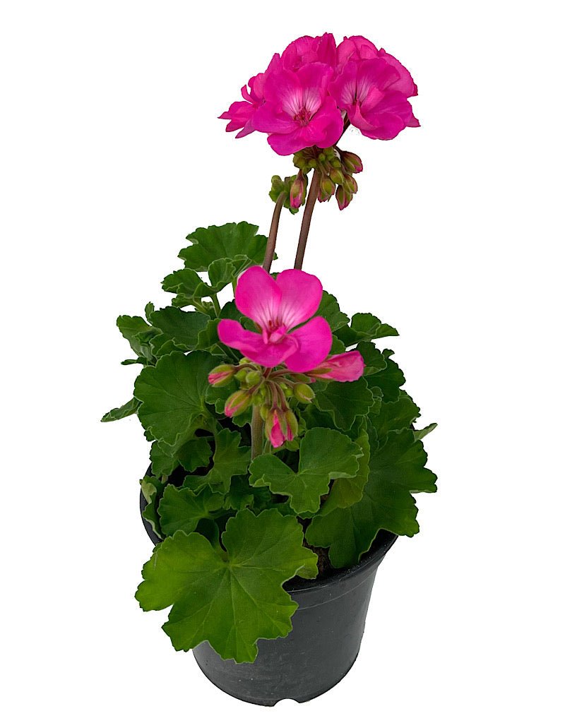 appleblossom geranium seeds Geranium Zonal 'Fantasia Appleblossom' – The Garden Corner
