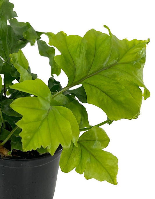 Phlebosia 'Nicolas Diamond' Quart - The Garden Corner