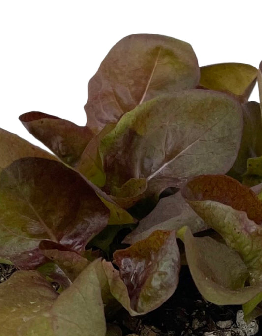 Lettuce 'Red Butter' - The Garden Corner