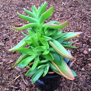 Crassula capitella 'Campfire' - Tropical Plants