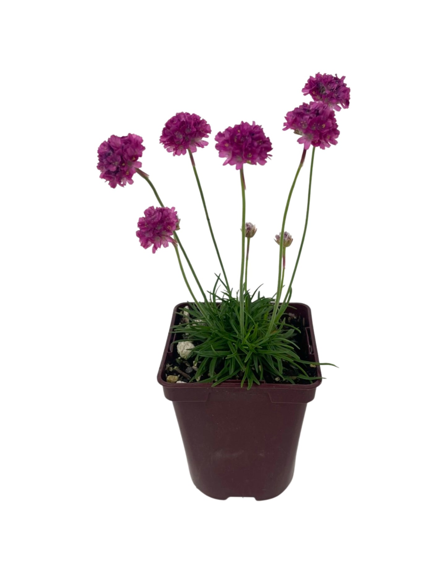 Armeria maritima 'Dusseldorf'
