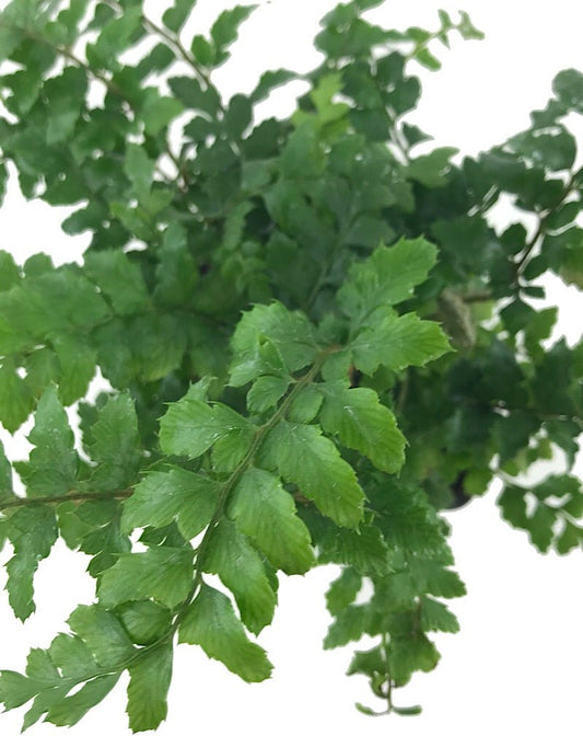 Polystichum polyblepharum - The Garden Corner