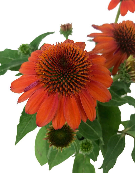Echinacea purpurea 'Sombrero Adobe Orange' 1 Gallon - The Garden Corner