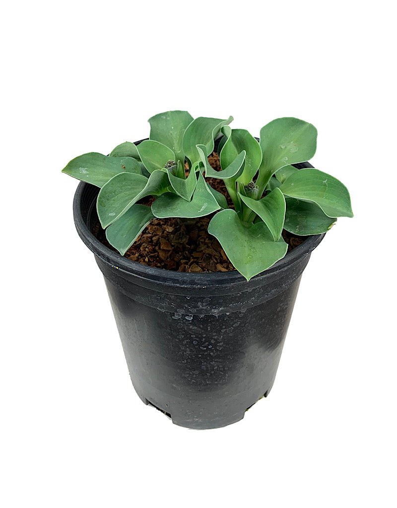 Hosta 'Blue Mouse Ears' - The Garden Corner