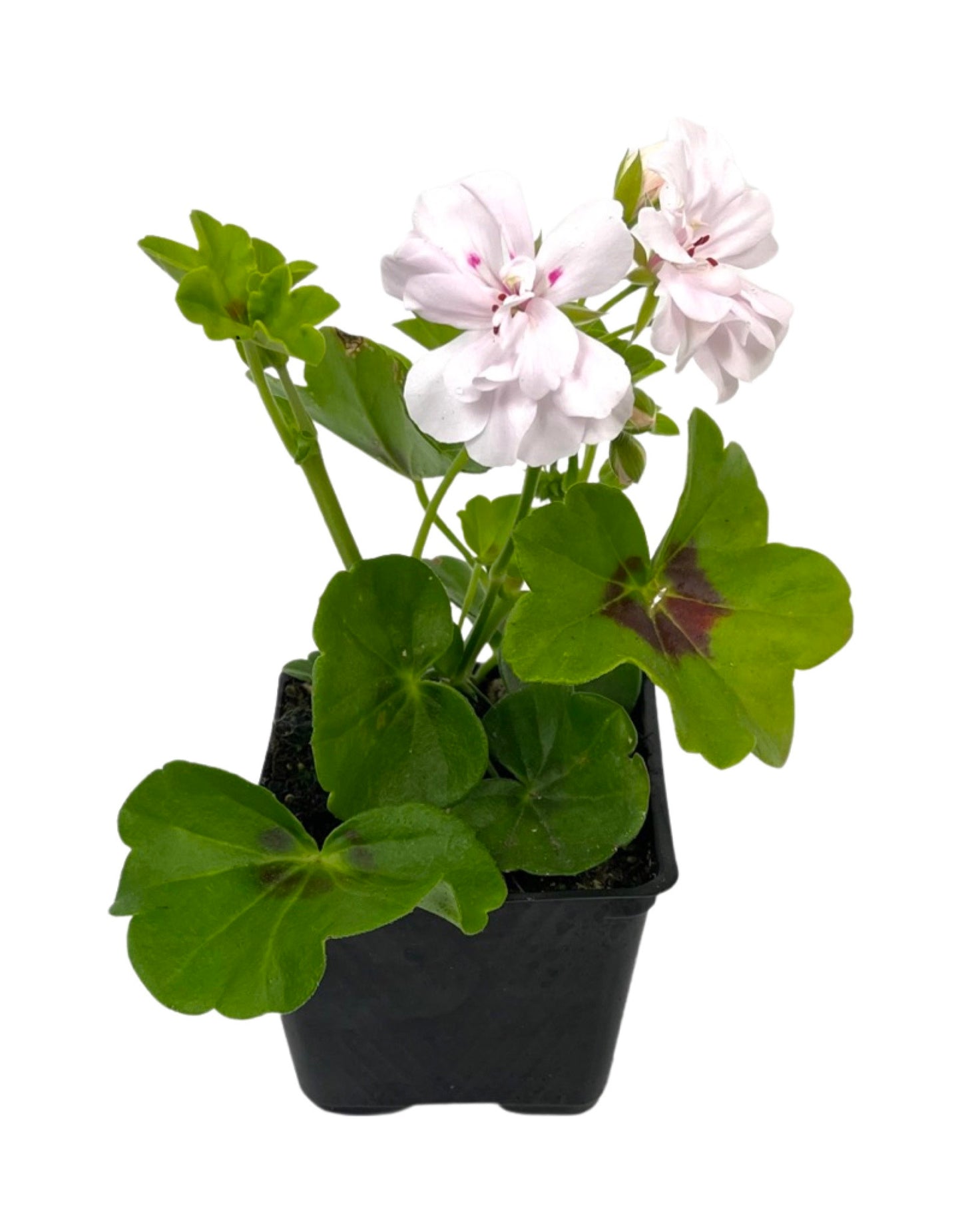Ivy Geranium 'Great Balls of Fire White'