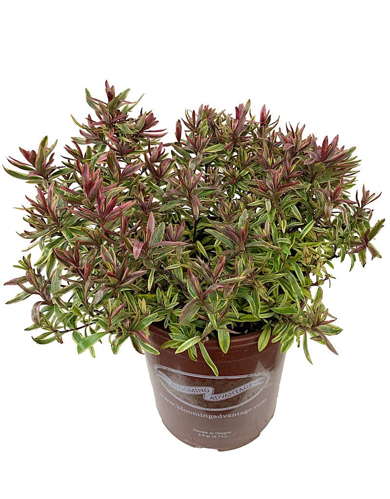 Hebe 'Purple Shamrock' - The Garden Corner