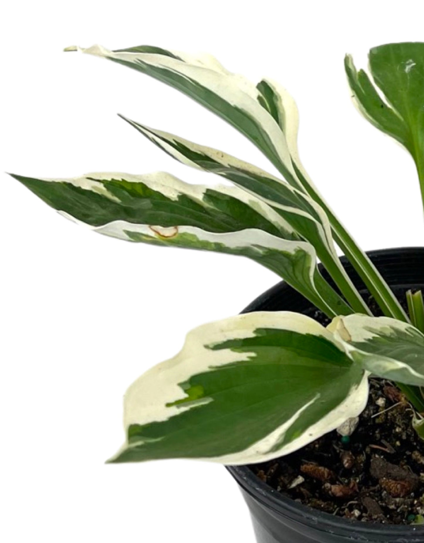 Hosta 'Patriot'