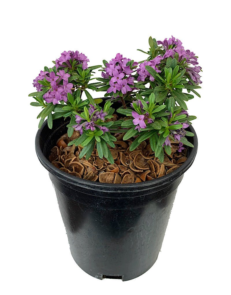 Daphne x medfordensis 'Lawrence Crocker' - The Garden Corner