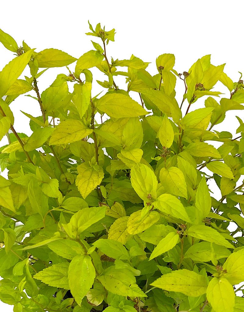 Spirea 'Limemound' 1 Gallon - The Garden Corner