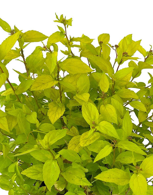 Spirea 'Limemound' 1 Gallon - The Garden Corner