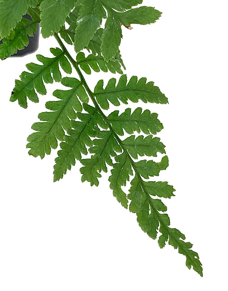 Dryopteris c. ssp. 'Montana' 4 inch