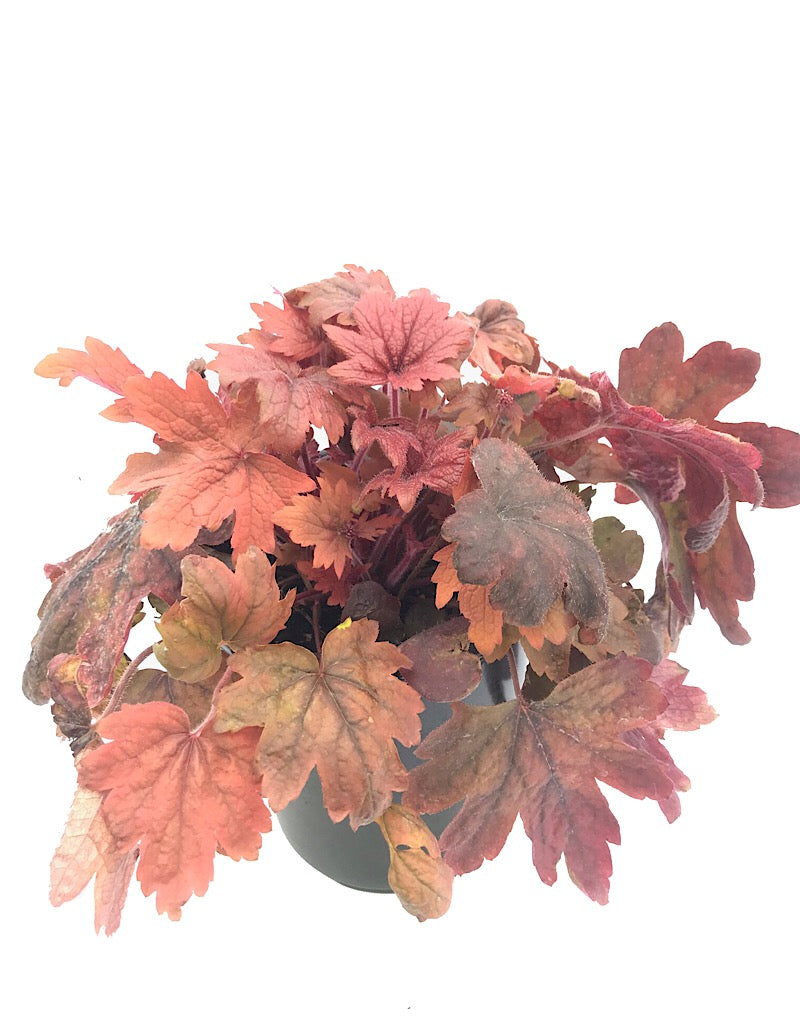 Heucherella 'Sweet Tea'- 1 gal