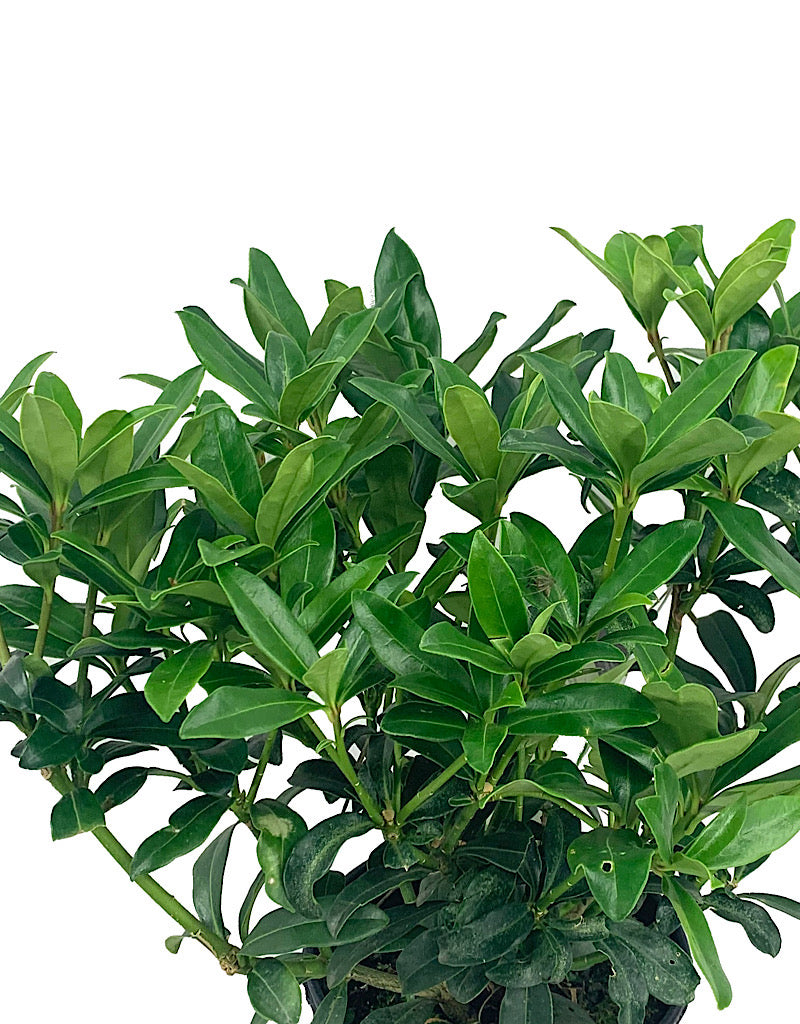 Skimmia japonica Female