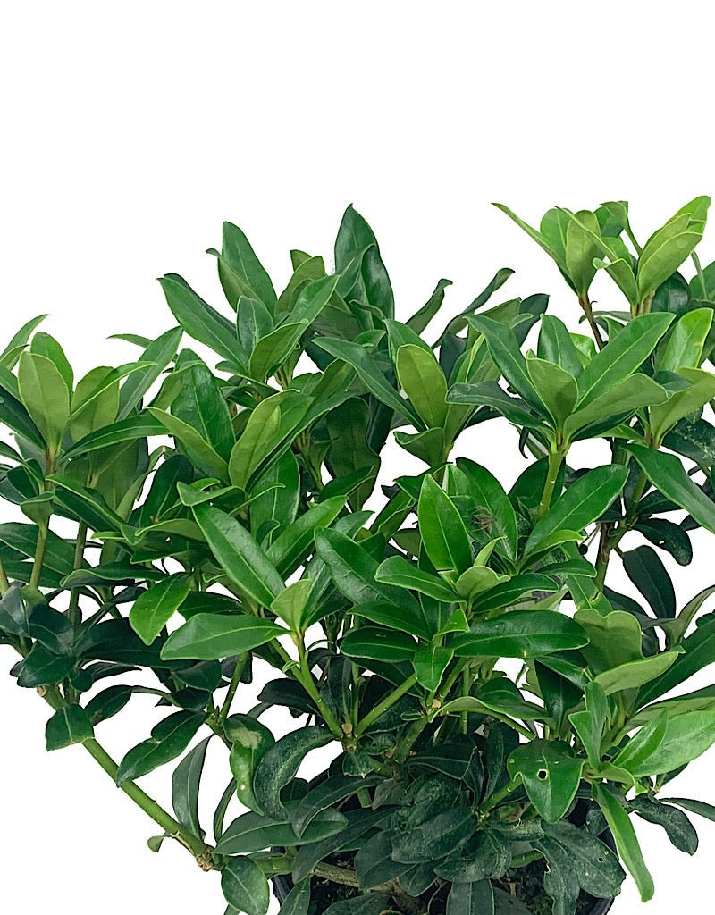 Skimmia japonica Female - The Garden Corner