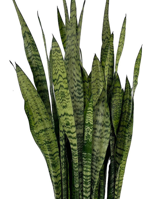 Sansevieria 'Zeylanica' 10 Inch - The Garden Corner