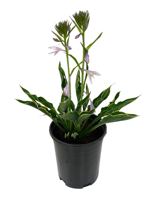 Hosta 'Praying Hands' 1 Gallon - The Garden Corner