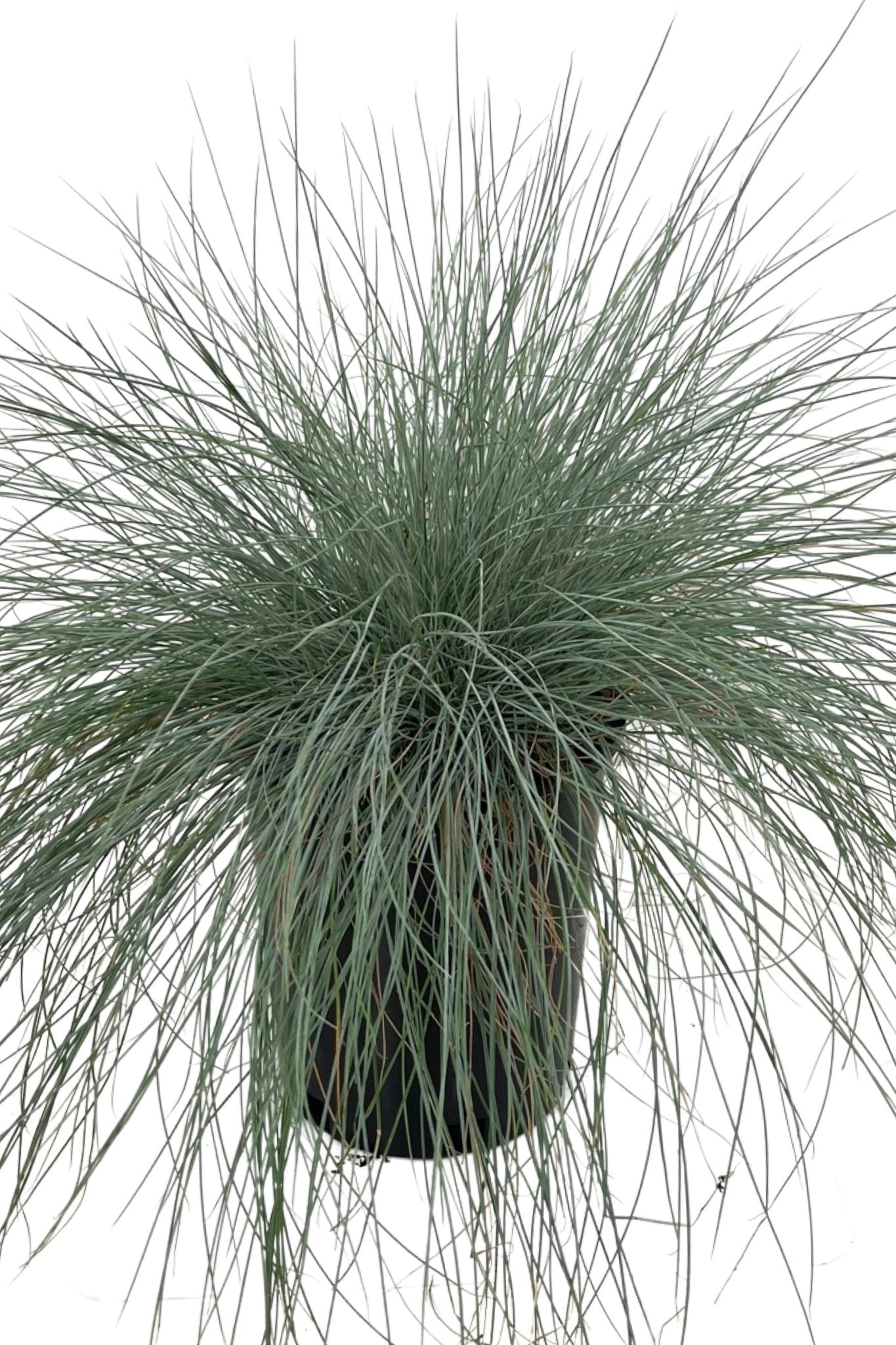 Festuca amethystina 'Superba' 1 Gallon - The Garden Corner
