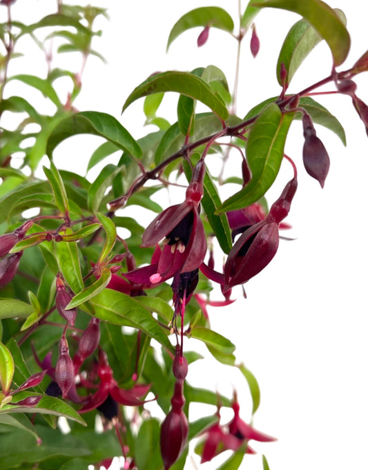 Fuchsia 'Dying Embers' 1 Gallon - The Garden Corner