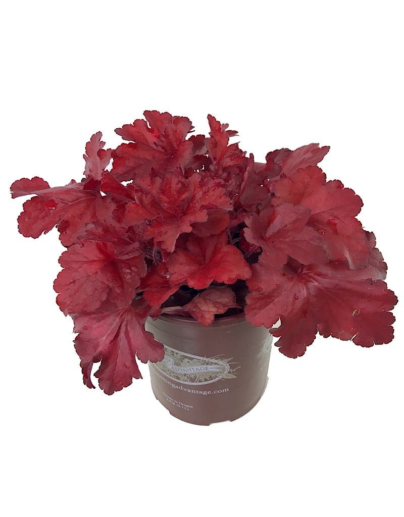 Heuchera 'Forever Red' - The Garden Corner