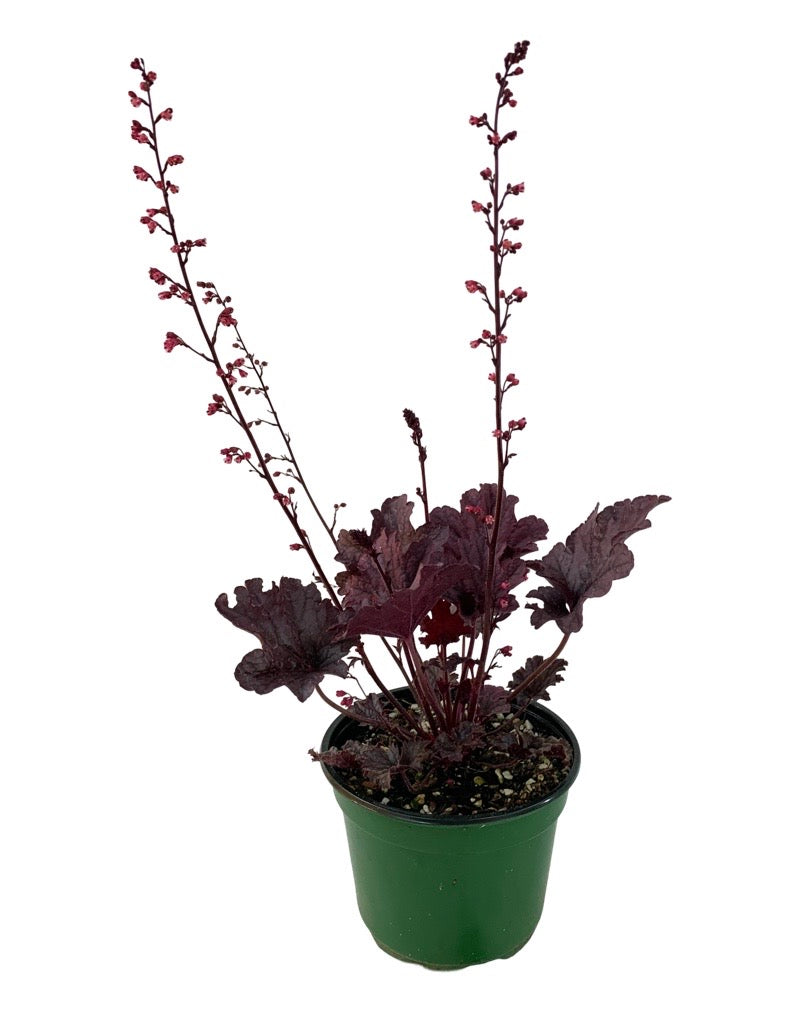 Heuchera 'Grape Timeless'