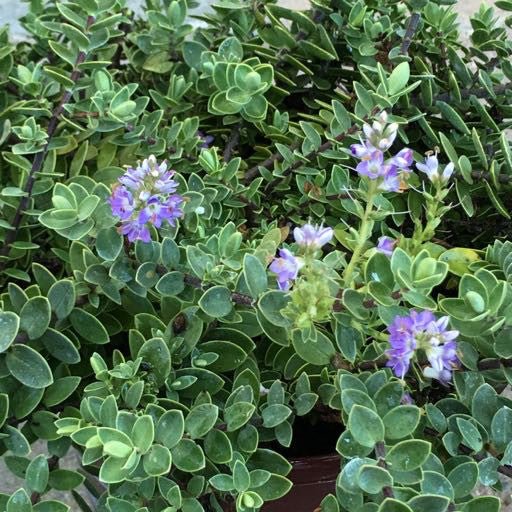 Hebe 'Inverey' 1 Gallon - The Garden Corner