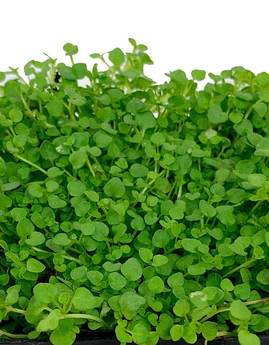 Mentha requienii - The Garden Corner