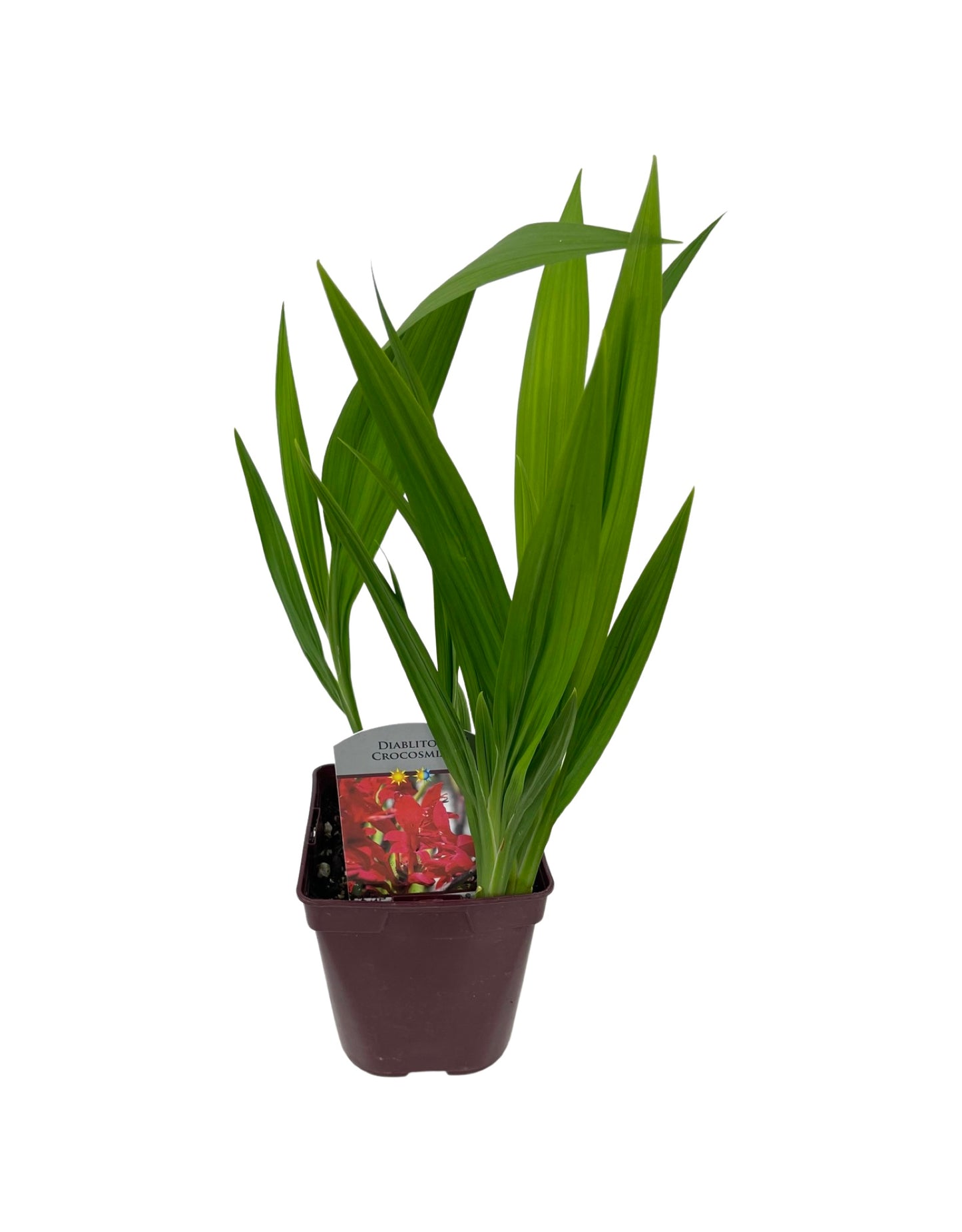 Crocosmia 'Diablito' - The Garden Corner