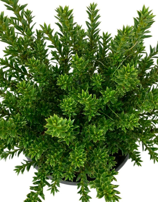 Podocarpus nivalis 'Jalako Red' - The Garden Corner