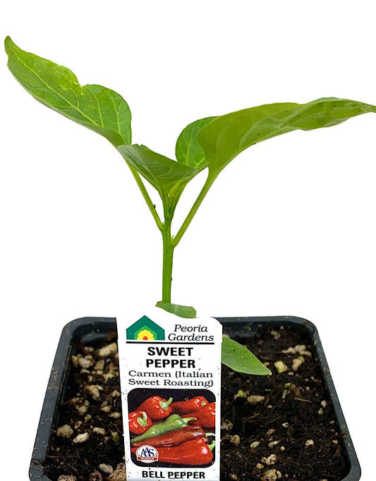 Pepper 'Italian Sweet Roasting' 4 inch - The Garden Corner