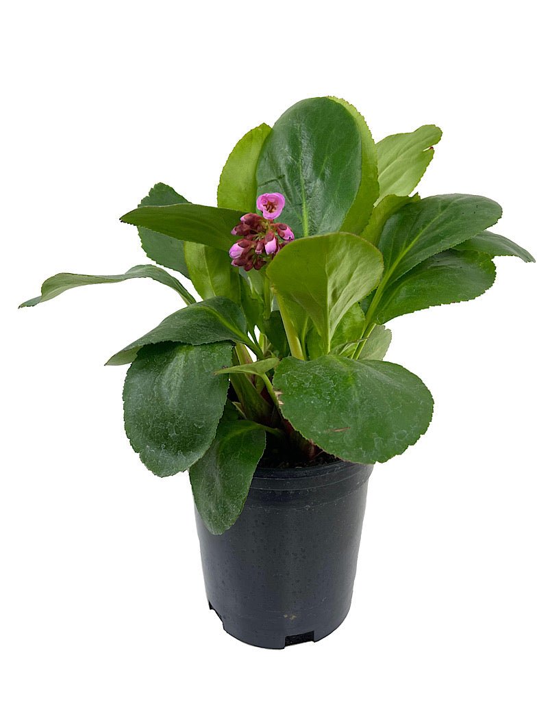 Bergenia 'Spring Fling' - The Garden Corner