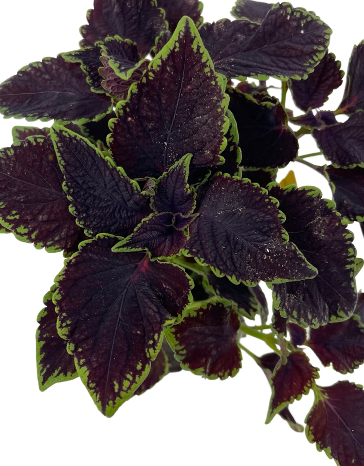 Coleus 'Abbey Road' 4 Inch - The Garden Corner