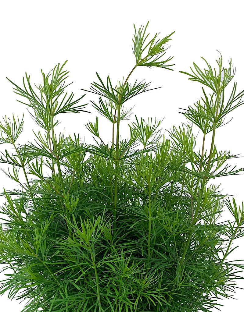 Coreopsis verticilliata 'Zagreb'