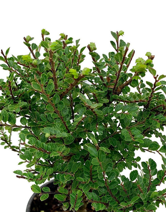 Ulmus parvifolia 'Seiju' Bonsai 4 inch - The Garden Corner