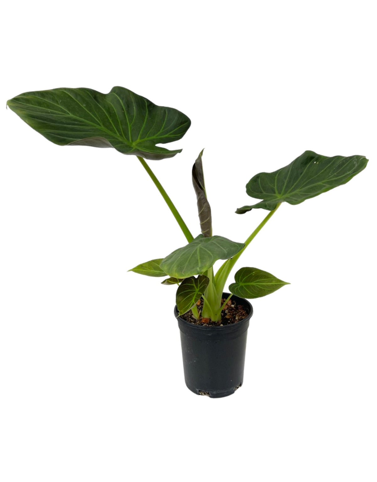 Alocasia 'Regal Shields' - Tropical Plants