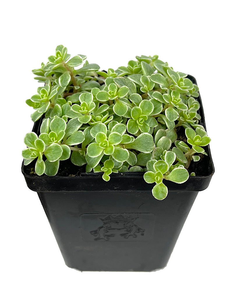 Sedum makinoi 'Variegata'