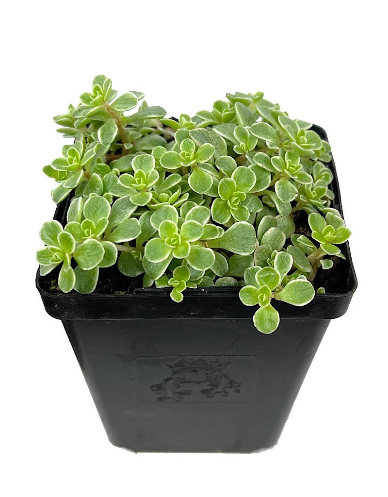 Sedum makinoi 'Variegata' - Perennials