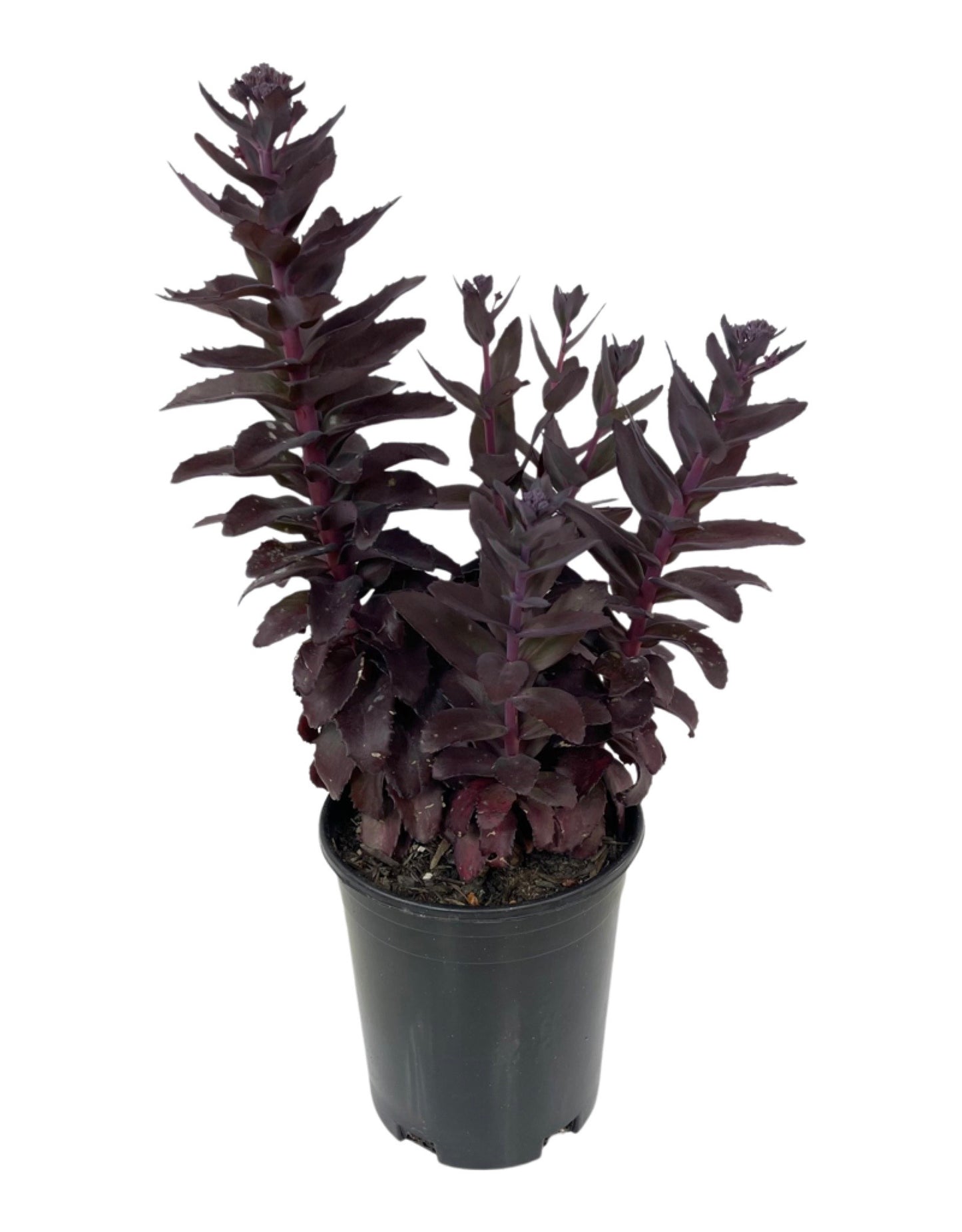 Sedum 'Chocolate Fountain' - Perennials