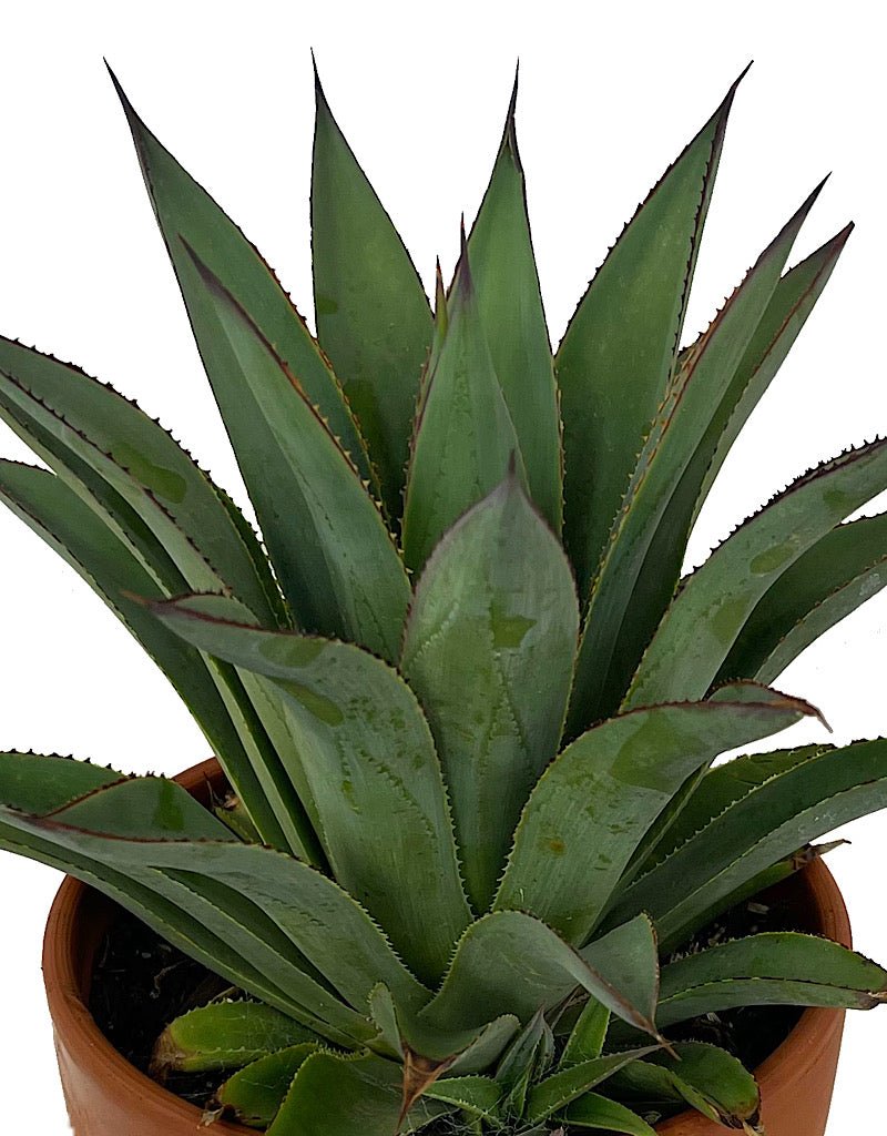 Agave ocahui x attenuata 'Fountain Surprise' 1 Gallon - The Garden Corner