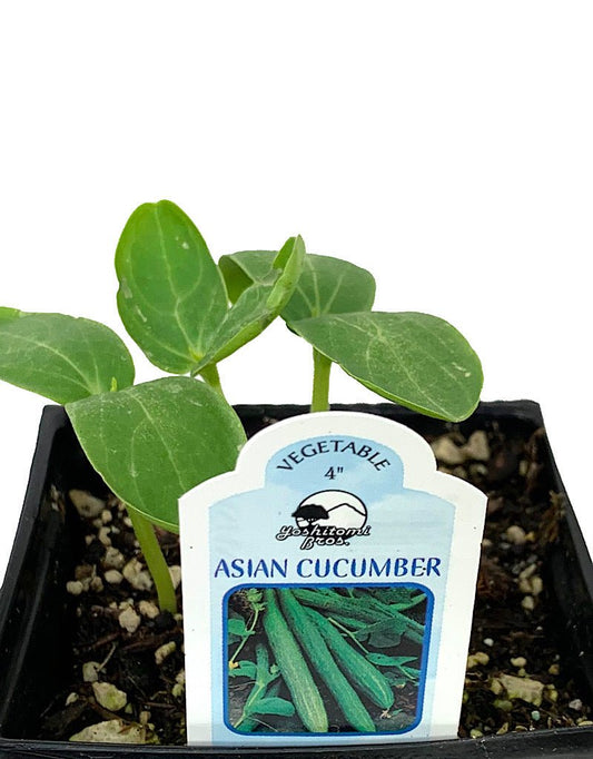 Cucumber 'Asian' - The Garden Corner